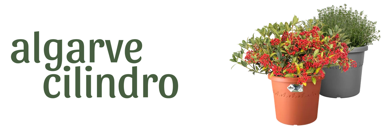 Algarve cilindro