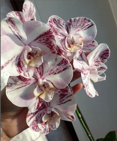 Орхідея (підліток зараз без квітів) TopDreams фаленопсис