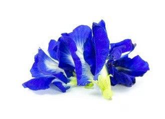 Клитория тройчатая (Clitoria ternatea)