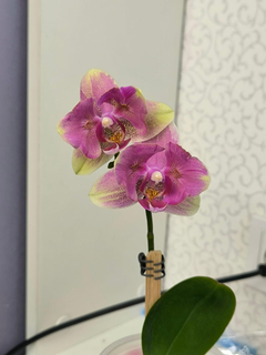 Eshakdagi semiz sikning surati Yetuk rus ayolining orgazmi va soqollanmagan