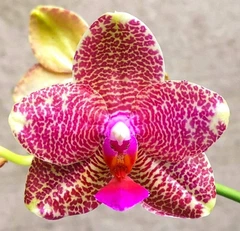 ⭐︎おじょう✩ 605120410.jpg