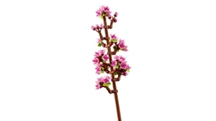 Конструктор Lego Botanicals Цветение вишни 40725 – игрушки с