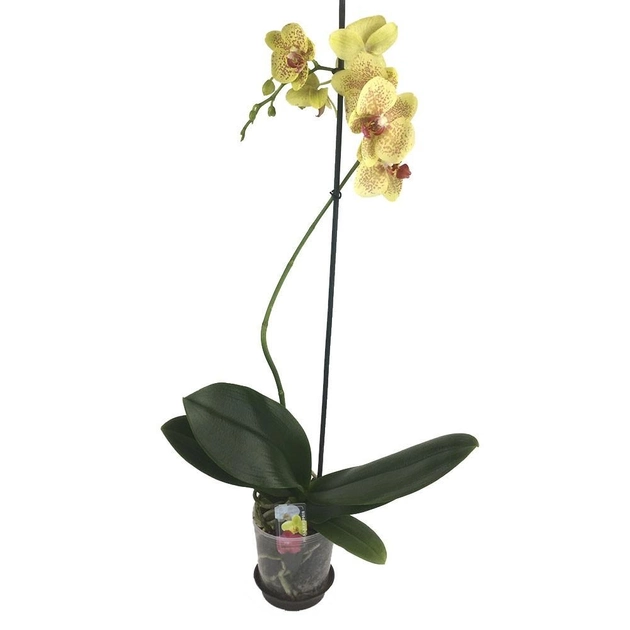 Орхидея пульсация купить подарок цветы с фото