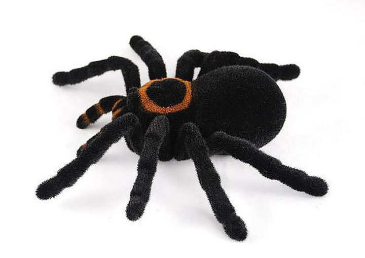 Красивая паук тарантул Poecilotheria Regalis крупным планом. Фото опасно паук