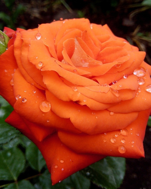 Роза Верано - ROZETKA | Купить саженец розы Верано в Украине: 🌿 цены ...