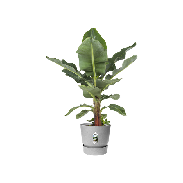 Горшок для цветов Elho Greenville Round круглый 55 л 47 x 44 см (345839) Светлый гранит - изображение 6