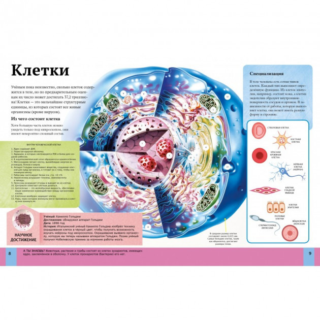 Изучаем анатомию: части тела по-английски