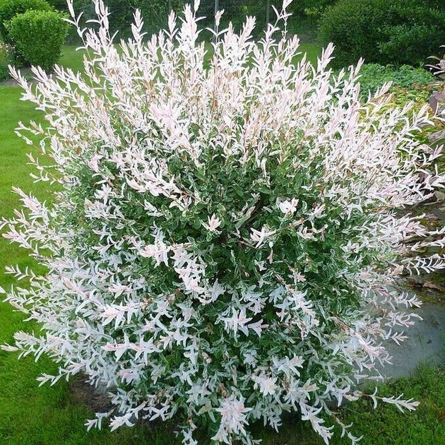 Ива Хакуро Нишики - ROZETKA | Купить недорого саженец ивы Hakuro ...