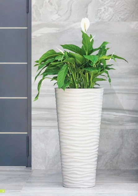 Горщик для квітів Form-Plastic Sahara Slim-35 білий зі вставкою (2790-011) - Фото 2 Горщик для квітів Form-Plastic Sahara Slim-35 білий зі вставкою (2790-011) - зображення 2