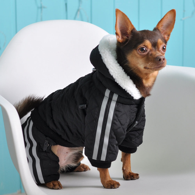 Виды одежды для собак крупных и маленьких пород: защитная, декоративная, по сезонам