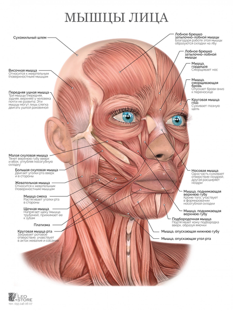 Мышцы на лице человека фото