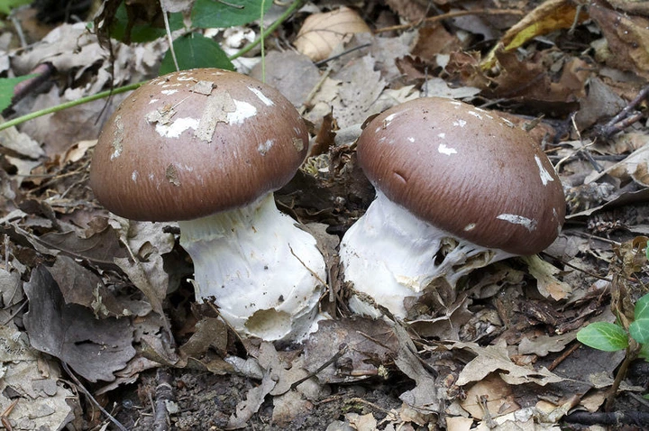 Міцелій Паутинника чудового, Cortinarius praestans 100 г - Фото 3 Міцелій Паутинника чудового, Cortinarius praestans 100 г - зображення 3