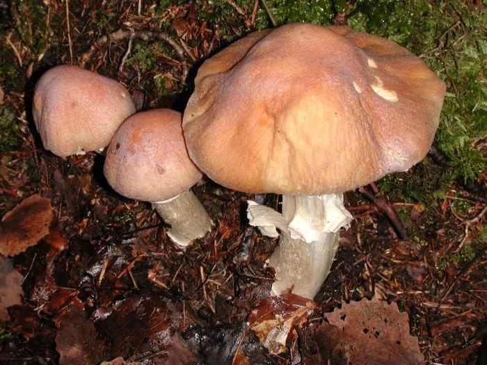 Міцелій Коллибии каштанової (Грошики каштанової), Collybia butyracea 100 г - зображення 3