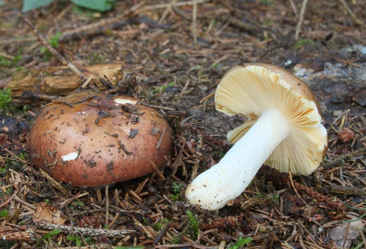 Мицелий Сыроежки сине-жёлтой, Russula cyanoxantha 100 г - изображение 5