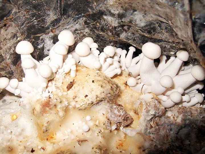 Міцелій Опенька луковичноногого, Armillaria cepistipes 100 г - Фото 4 Міцелій Опенька луковичноногого, Armillaria cepistipes 100 г - зображення 4