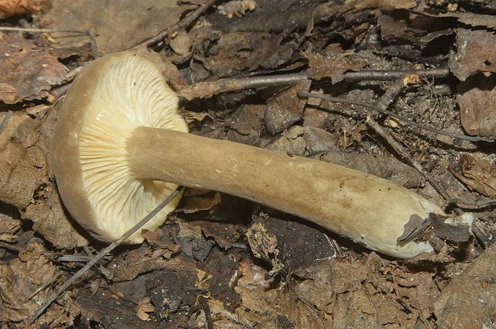 Міцелій Млечника темно-бурого, Lactarius fuliginosus 100 г - зображення 3