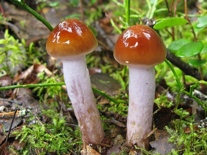 Мицелий Паутинника жёлтого, Cortinarius triumphans 100 г - Фото 4 Мицелий Паутинника жёлтого, Cortinarius triumphans 100 г - изображение 4