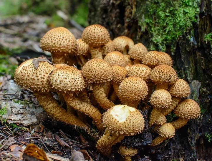 Міцелій Чешуйчатки ворсистою (Чешуйчатки звичайної), Pholiota squarrosa 100 г - Фото 1 Міцелій Чешуйчатки ворсистою (Чешуйчатки звичайної), Pholiota squarrosa 100 г - зображення 1