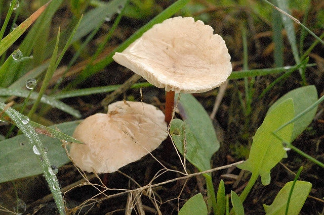 Мицелий Чесночника обыкновенного, Marasmius scorodonius 100 г - изображение 2