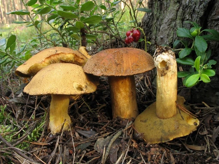 Міцелій Моховика жовто-бурого піщаного, Suillus variegatus 100 г - зображення 2