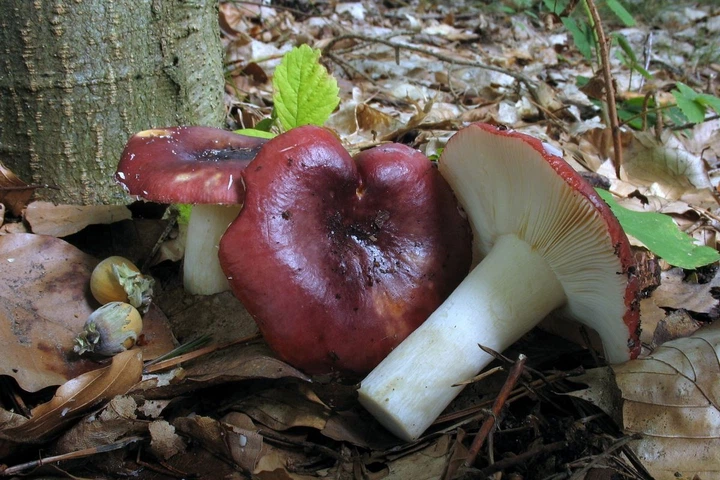 Мицелий Сыроежки буреющей (Сыроежки ароматной), Russula xerampelina 100 г - изображение 2