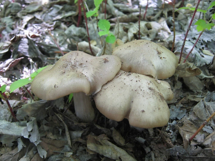 Міцелій Энтоломы садовій, Entoloma clypeatum - зображення 2