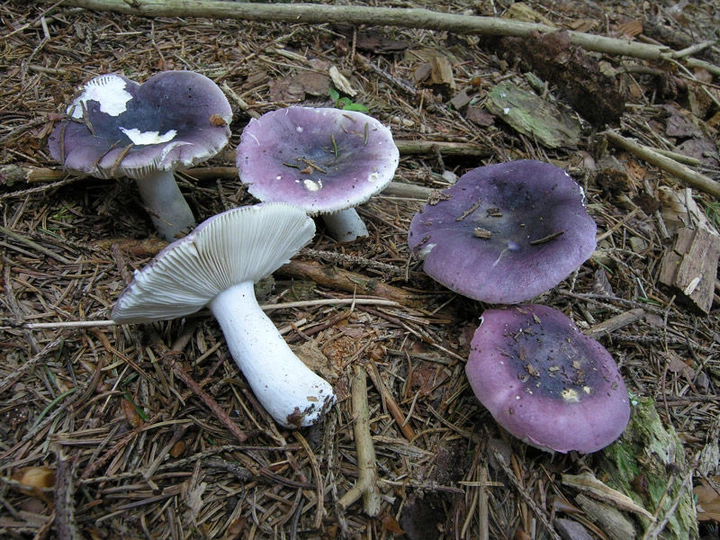 Міцелій Сироїжки сереющей (Сироїжки выцветающей), Russula decolorans 100 г - Фото 6 Міцелій Сироїжки сереющей (Сироїжки выцветающей), Russula decolorans 100 г - зображення 6