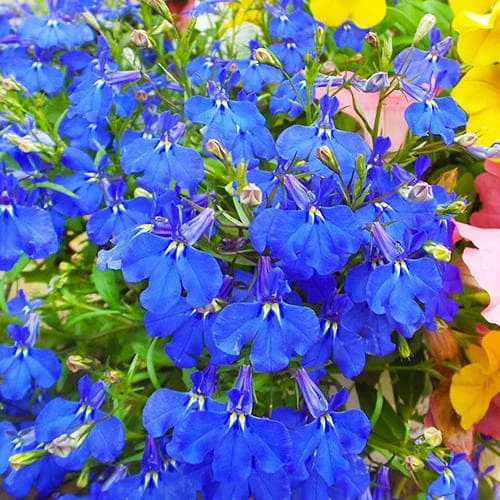 Лобелія Синій килим Синій Насіння Florium (726482) - зображення 2
