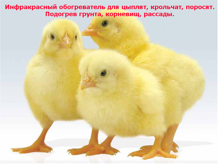 Електричний коврик-сушарка, обігрівач для курчат, гусенят, гусей, сушка для фруктів, розмір 80х225 см, потужність 360Вт - зображення 3