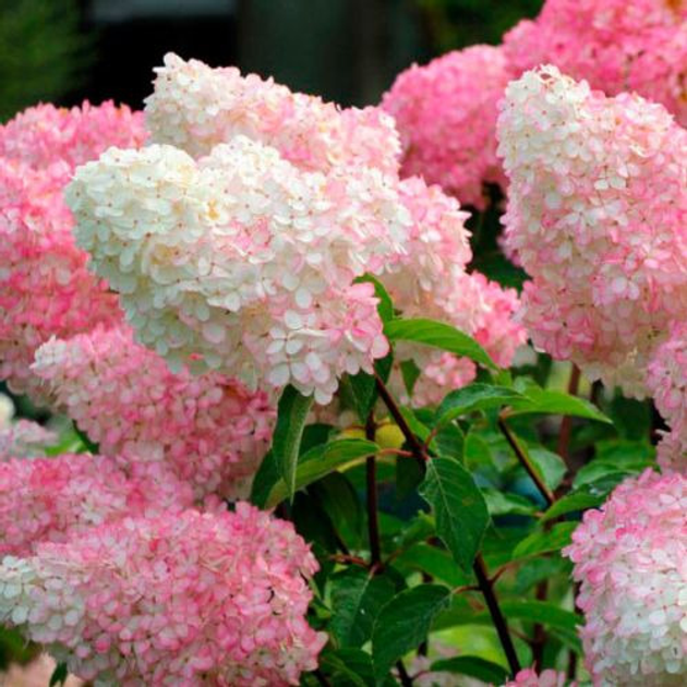 Гортензия метельчатая"Ванилла Фрейз" Vanille Fraise" (Закрытый корень ...