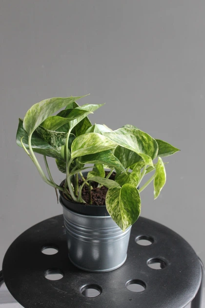 Епіпремнум марбл квін / Epipremnum Marble Queen 12 см горщик 7868 - зображення 6