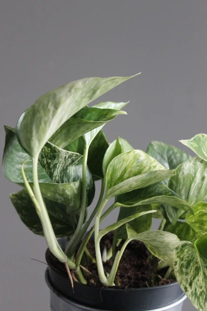 Епіпремнум марбл квін / Epipremnum Marble Queen 12 см горщик 7868