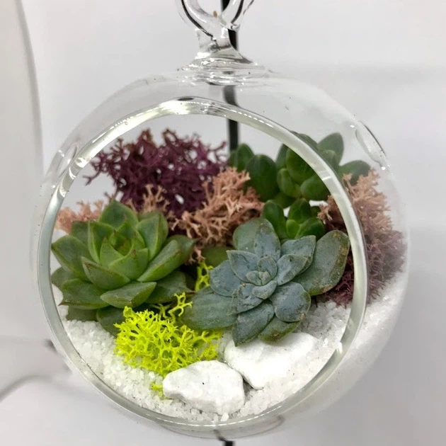 Флорариум подвесной Garden mix Шарик - изображение 5
