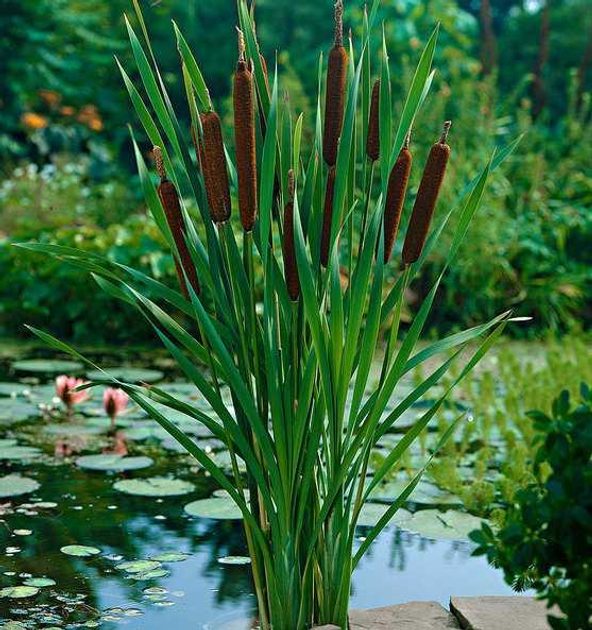 Рогоз изящный (Typha gracillis) – фото, отзывы, характеристики в ...