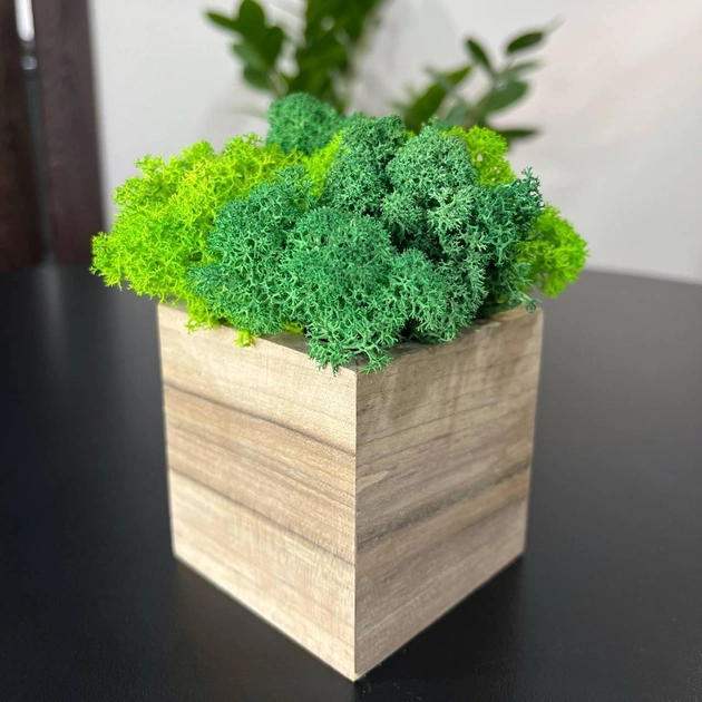 Кубик деревянный со стабилизированным мхом микс зеленый салатовый 6.5*6.5 см - изображение 1