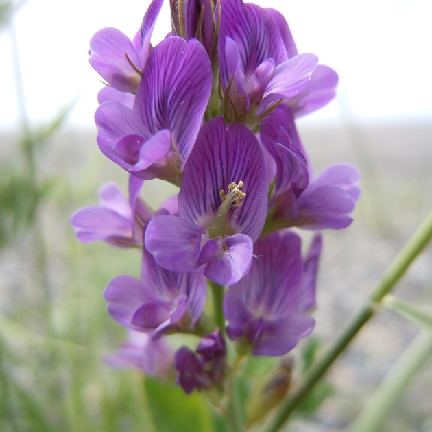 Семена люцерны посевной (Medicago sativa) 25 грамм OGOROD – фото ...