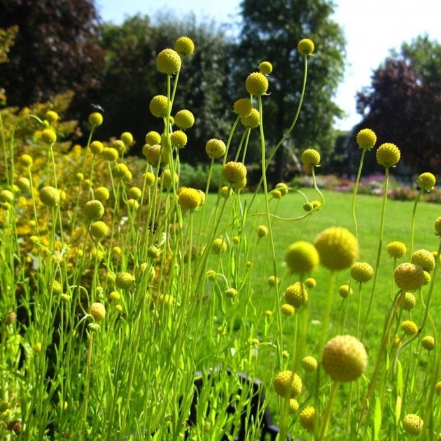 Семена земляничной травы (Cephalophora aromatica) 0,005 грамма OGOROD ...