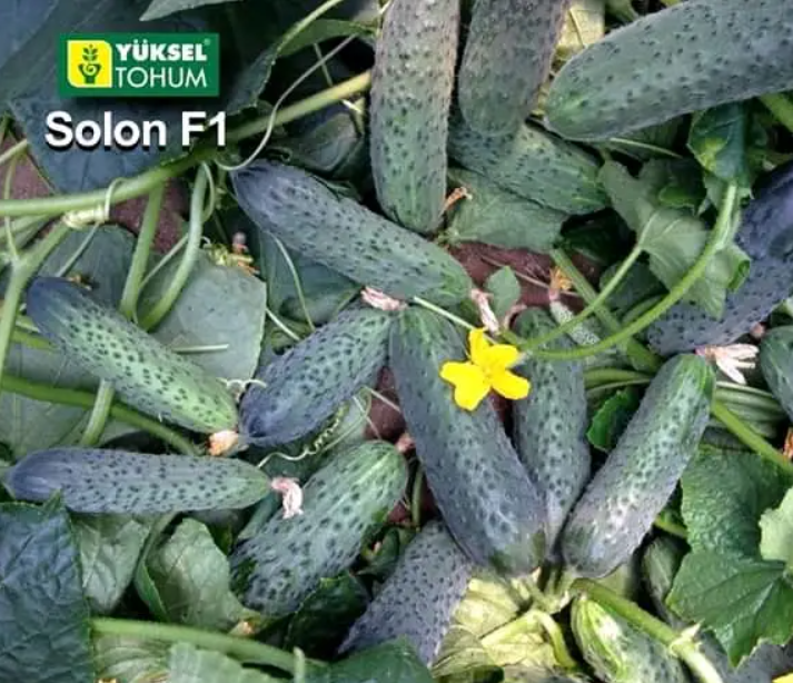 Солон F1 семян огурцов Yuksel Seeds 1000 шт - изображение 2