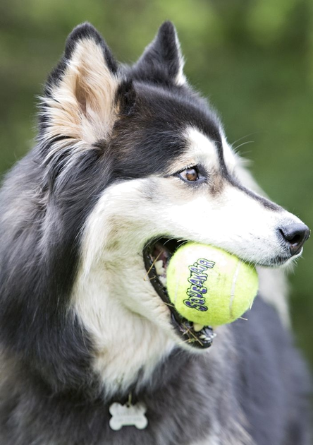 Kong store squeakair balls