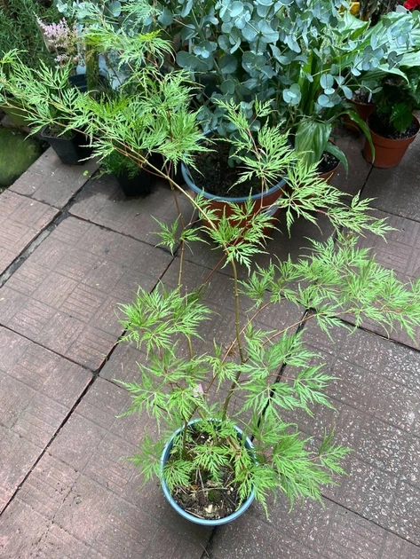 Клен японский - ROZETKA | Купить саженец клена японского в Киеве: 🌿 ...