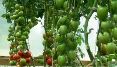 Насіння Томат Товстої F10 05 г (Bejo Zaden) - зображення 1