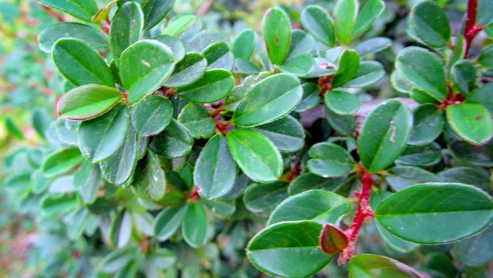 Кизильник Даммера Эйхольц / Cotoneaster radicans Eichholz С4/Н 30-40 - изображение 13