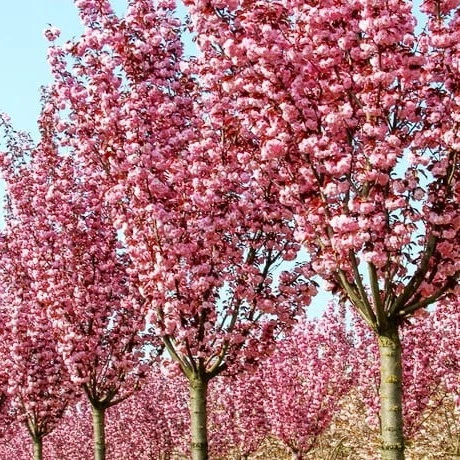 サクラ　No.3 Сакура Канзан / Prunus serrulata Kanzan С30/ Ра 180/ Н220/ обх 10