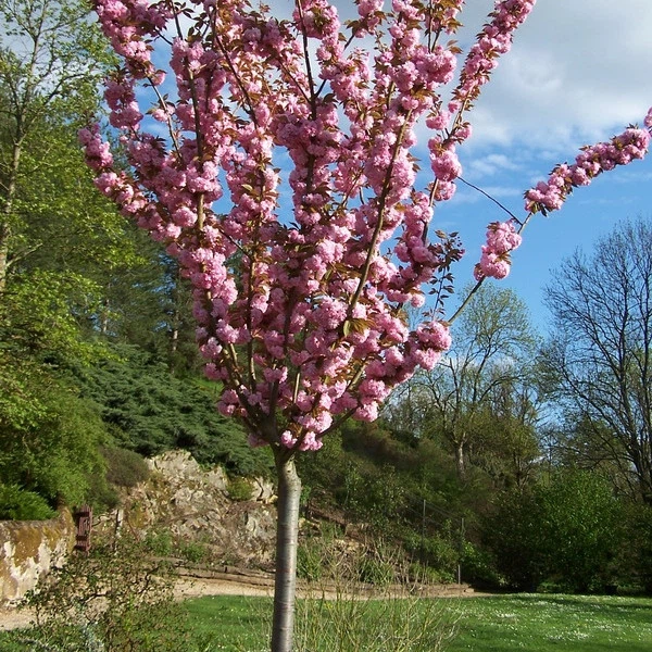 Сакура Канзан / Prunus serrulata Kanzan С30/ Ра 180/ Н220/ обх 10