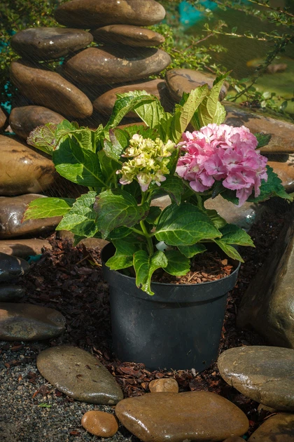 Гортензия крупнолистная / Hydrangea macrophylla Cinderella С4 / Н