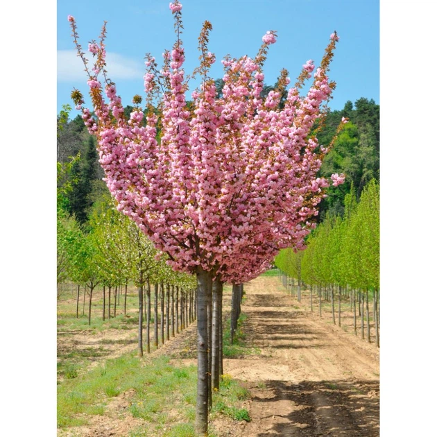 Сакура Канзан / Prunus serrulata Kanzan С30/ Ра 180/ Н220/ обх 10