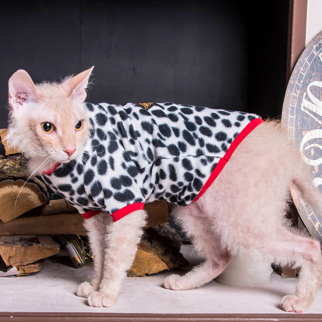 Кофта с рукавом для кота Style Pets флис Angel M+ - Фото 2 Кофта с рукавом для кота Style Pets флис Angel M+ - изображение 2