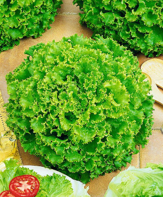 Насіння Салат Одеський кучерявець, 1 г (Насіння України) - Фото 2 Насіння Салат Одеський кучерявець, 1 г (Насіння України) - зображення 2