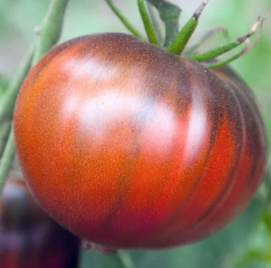 Семена Томат Индийский полосатый, 0,1 г (ФлораМаркет) - изображение 3