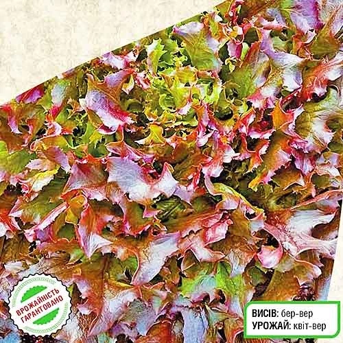 Семена Салат Американ Браун Желтый Florium (718009) - изображение 2